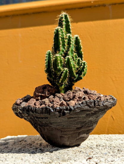 Cereus Peruvianus Paolina