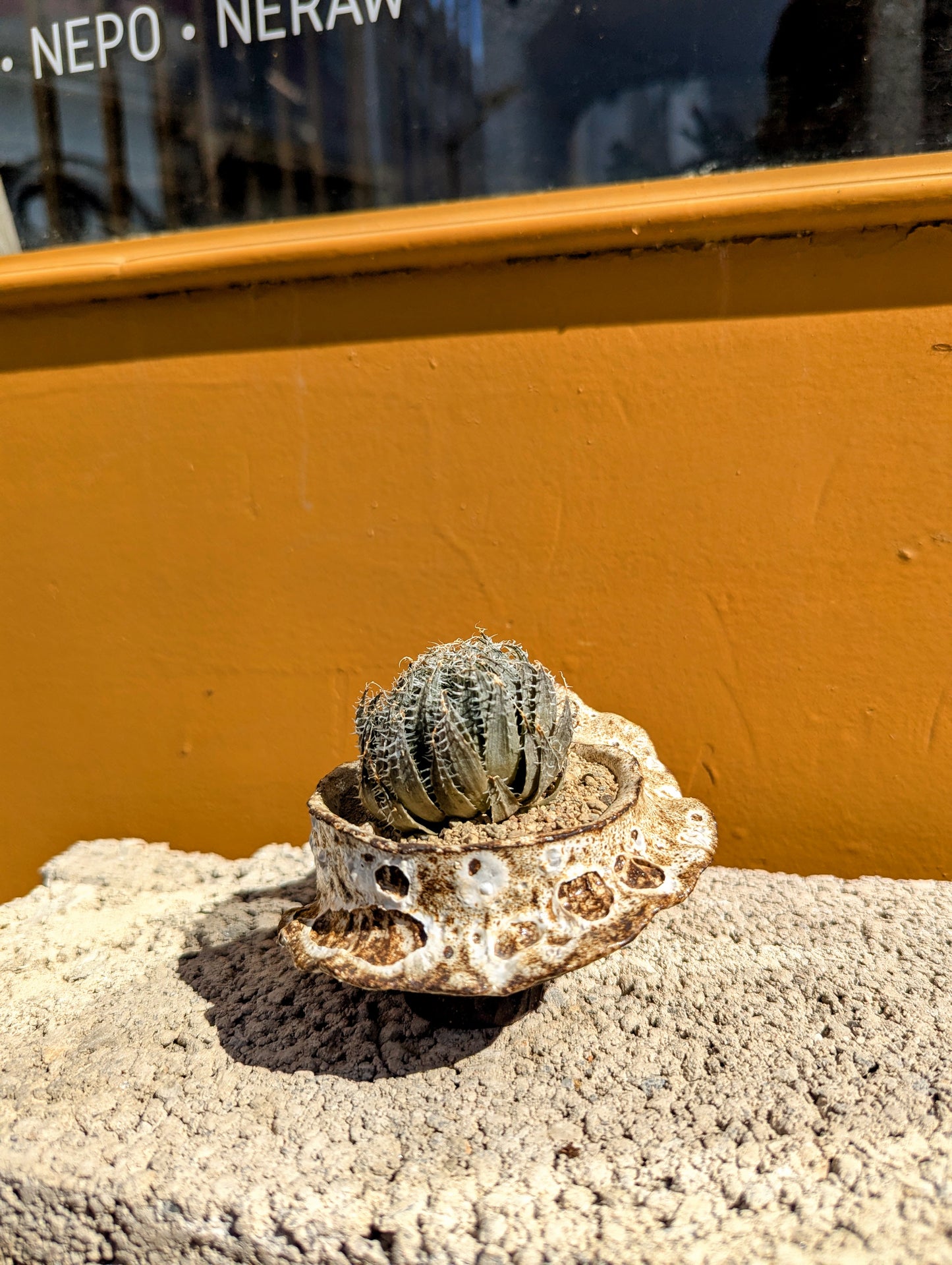 Haworthia Arachnoidea