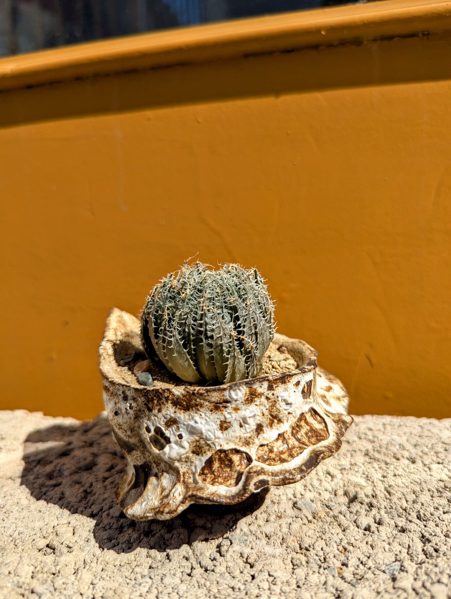 Haworthia Arachnoidea
