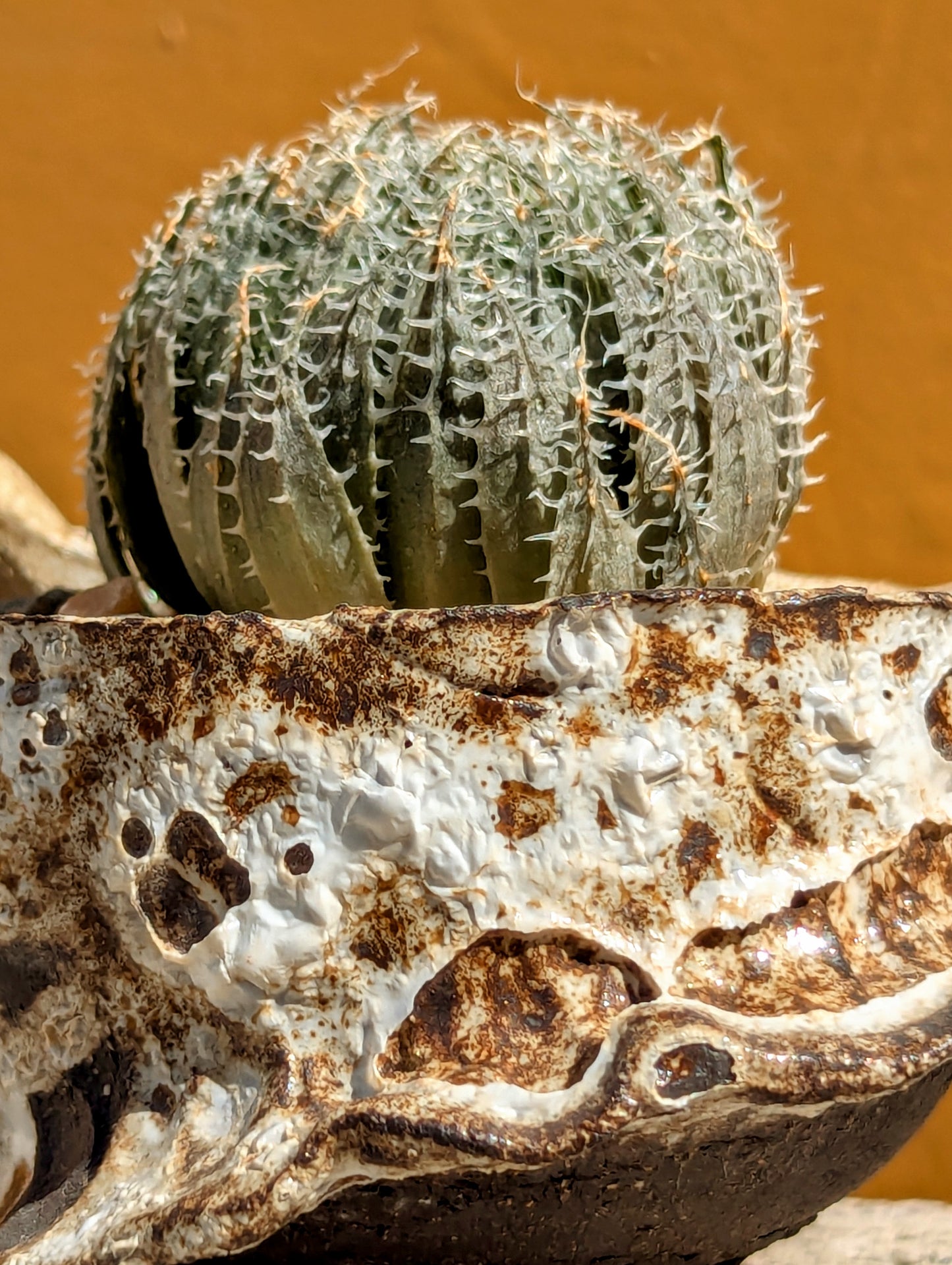 Haworthia Arachnoidea