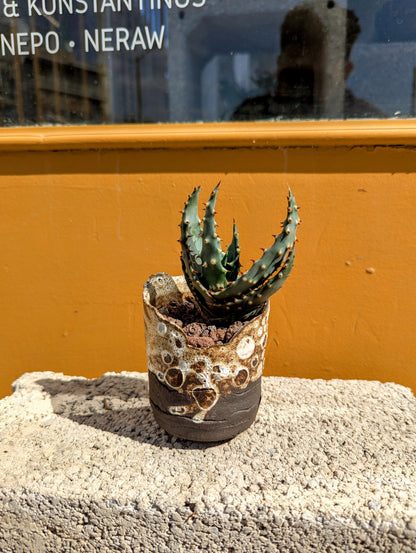 Aloe Aculeata