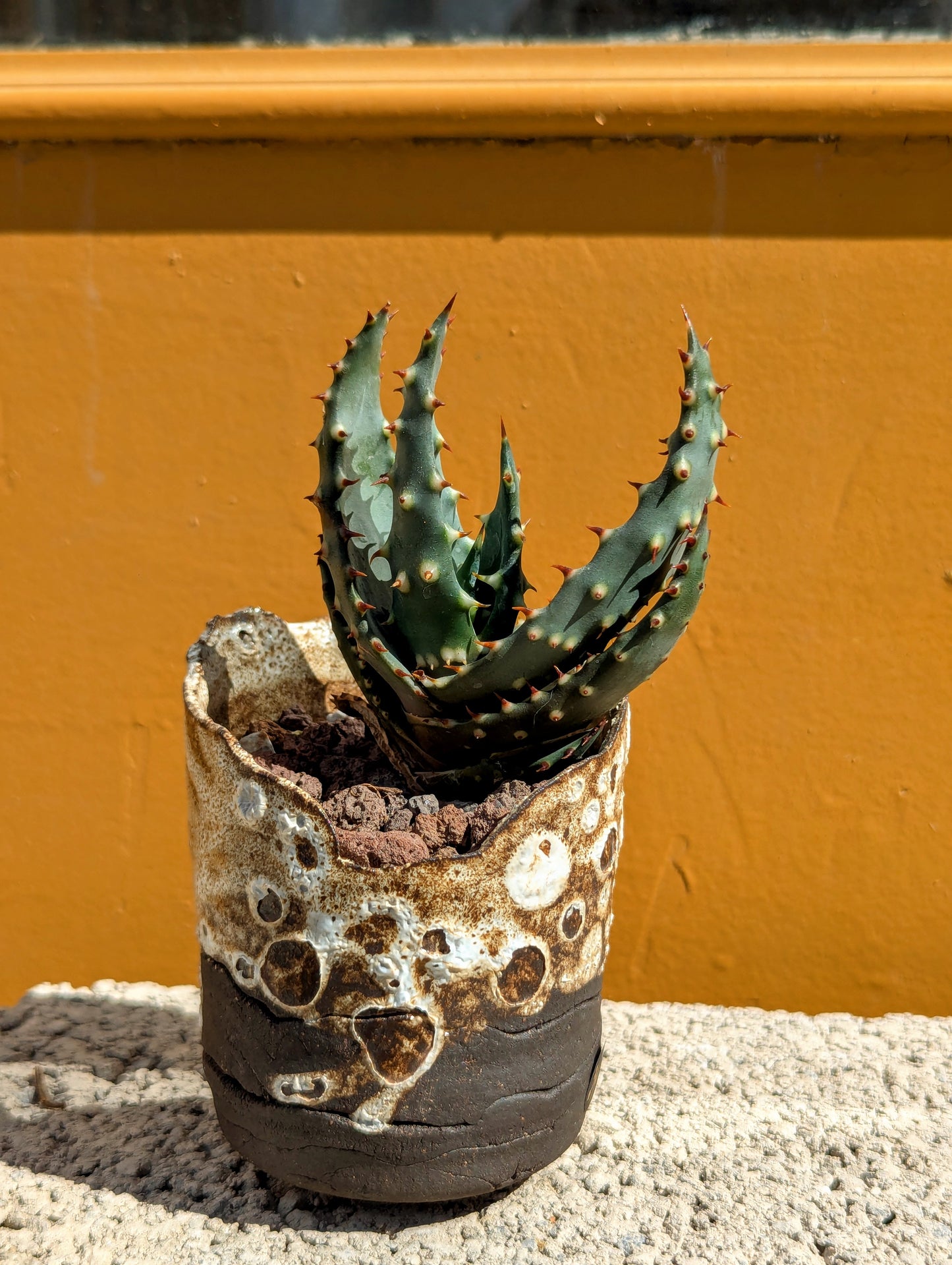 Aloe Aculeata