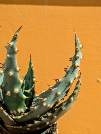 Aloe Aculeata