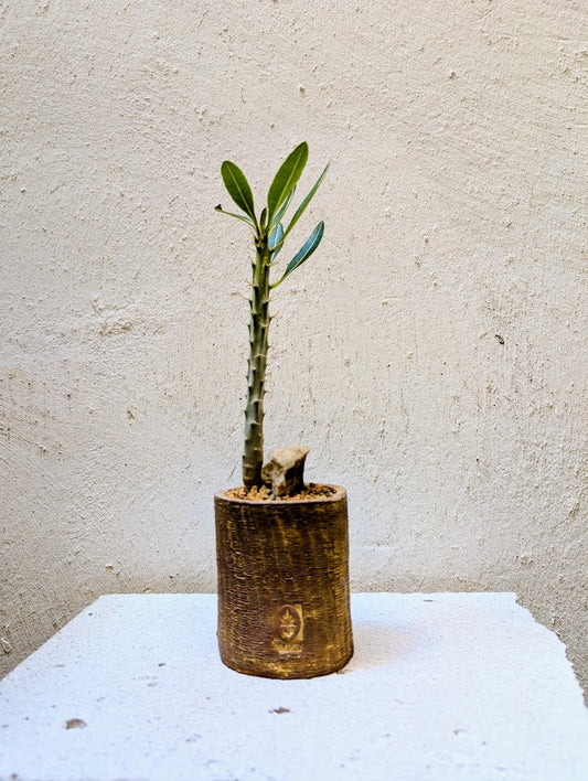 Pachypodium Rosulatum
