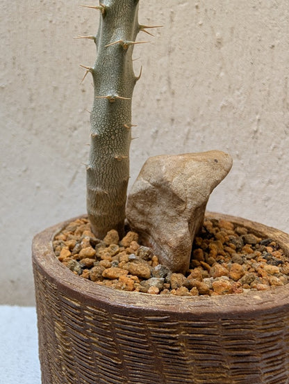 Pachypodium Rosulatum