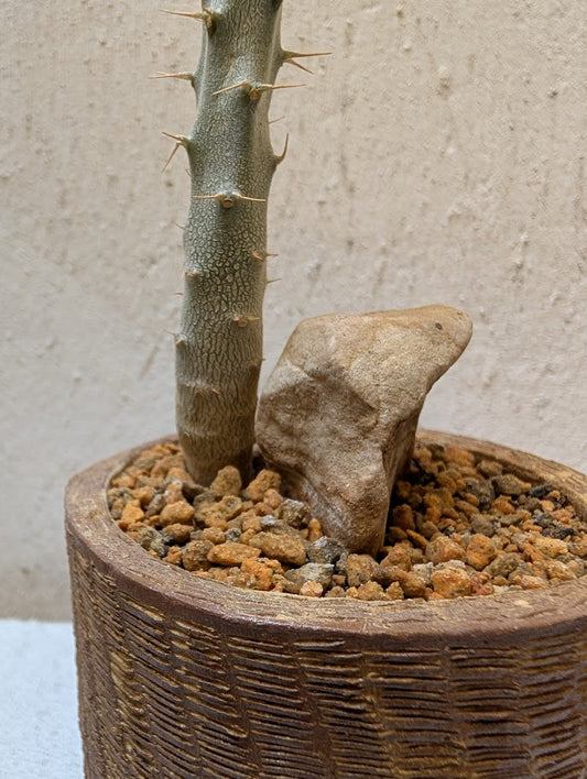 Pachypodium Rosulatum