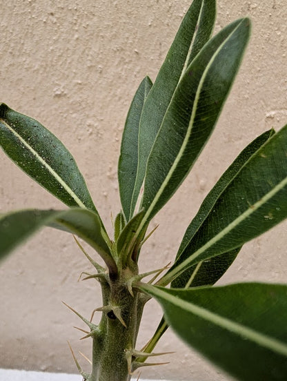 Pachypodium Rosulatum