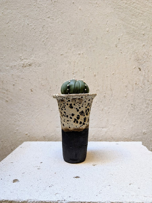 Astrophytum Asterias 8-Rib Star Shape
