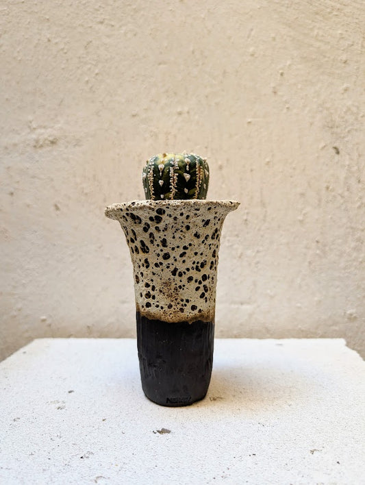Astrophytum Asterias Marble