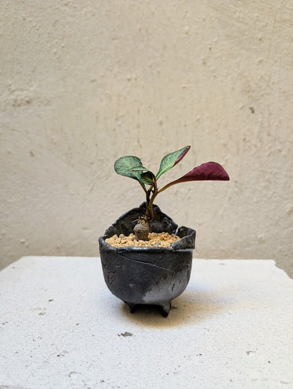 Monadenium Pseudoracemosum