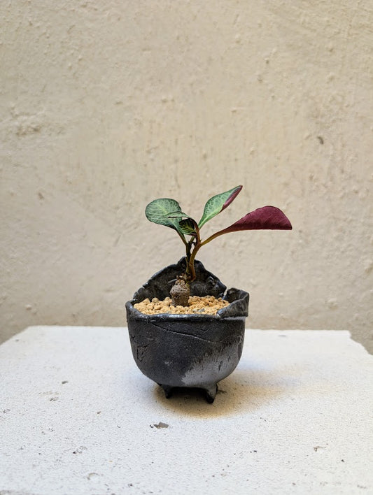 Monadenium Pseudoracemosum