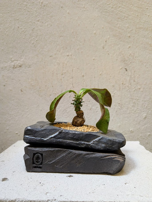 Monadenium Spectabile