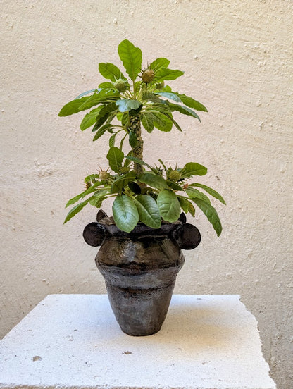 Dorstenia Foetida