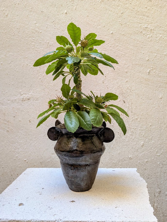 Dorstenia Foetida