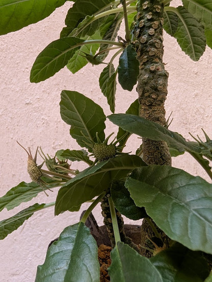 Dorstenia Foetida