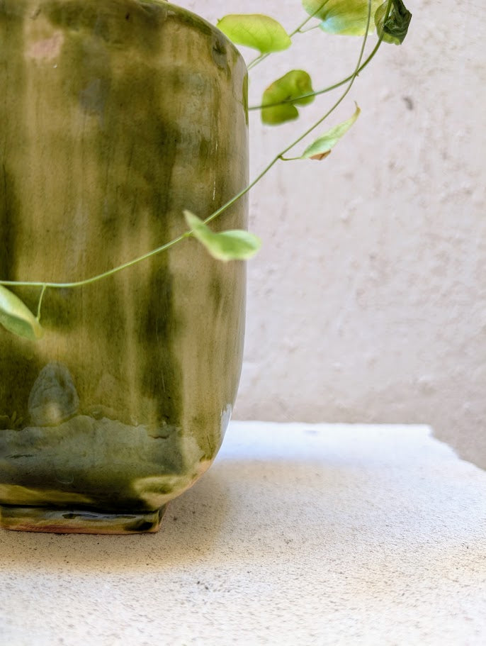 Dioscorea Elephantipes