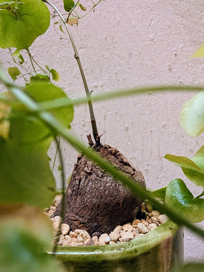 Dioscorea Elephantipes