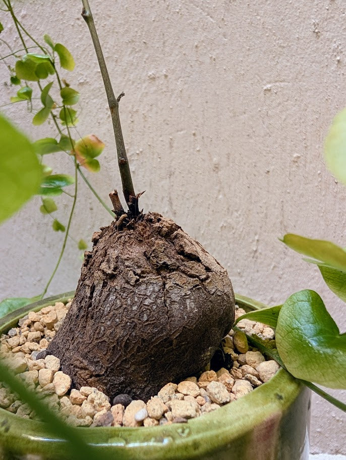 Dioscorea Elephantipes