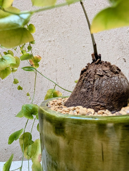 Dioscorea Elephantipes