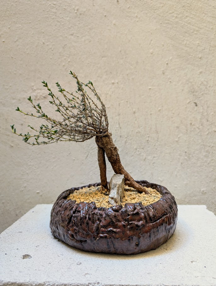 Trichodiadema Bulbosum