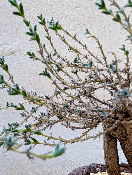 Trichodiadema Bulbosum