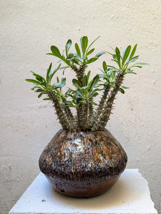 Pachypodium Lamerei