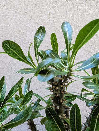 Pachypodium Lamerei