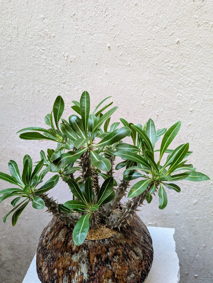 Pachypodium Lamerei