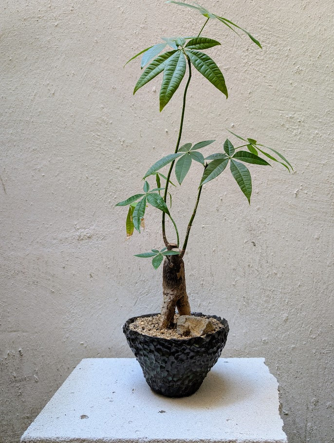 Pachira Aquatica Bonsai