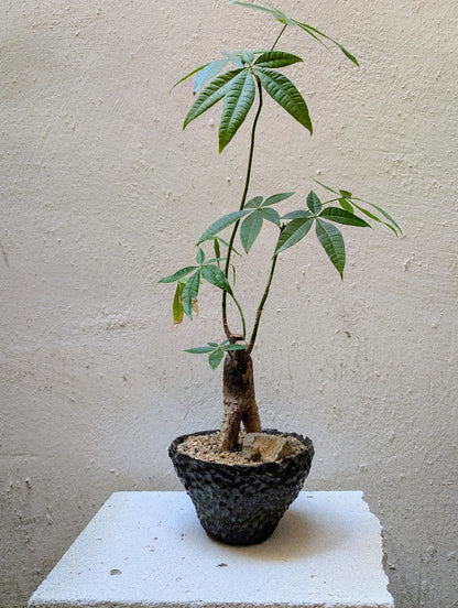 Pachira Aquatica Bonsai
