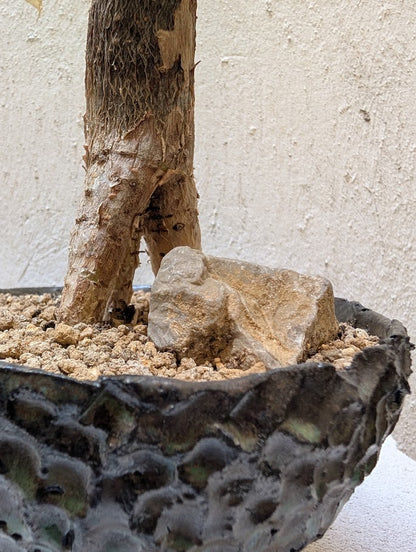 Pachira Aquatica Bonsai