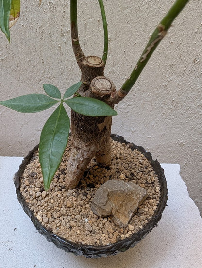 Pachira Aquatica Bonsai