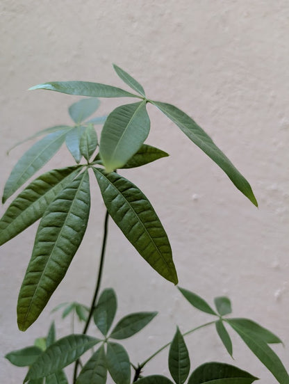 Pachira Aquatica Bonsai