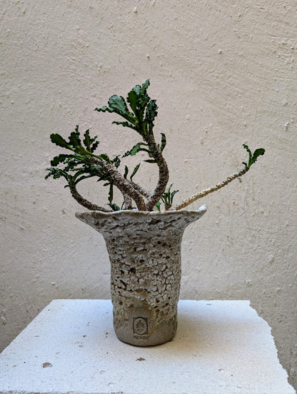 Euphorbia Decaryi