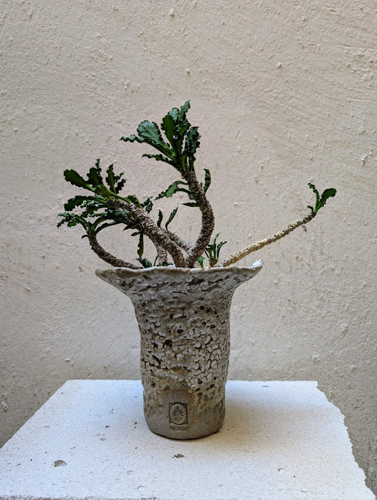 Euphorbia Decaryi