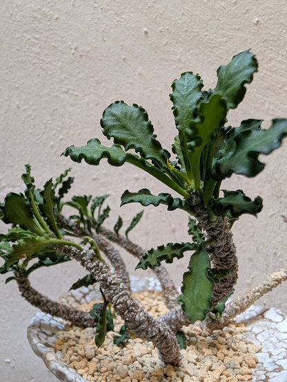 Euphorbia Decaryi