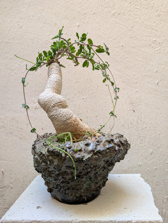 Fockea Edulis (12 years old)