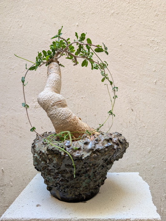 Fockea Edulis (12 years old)