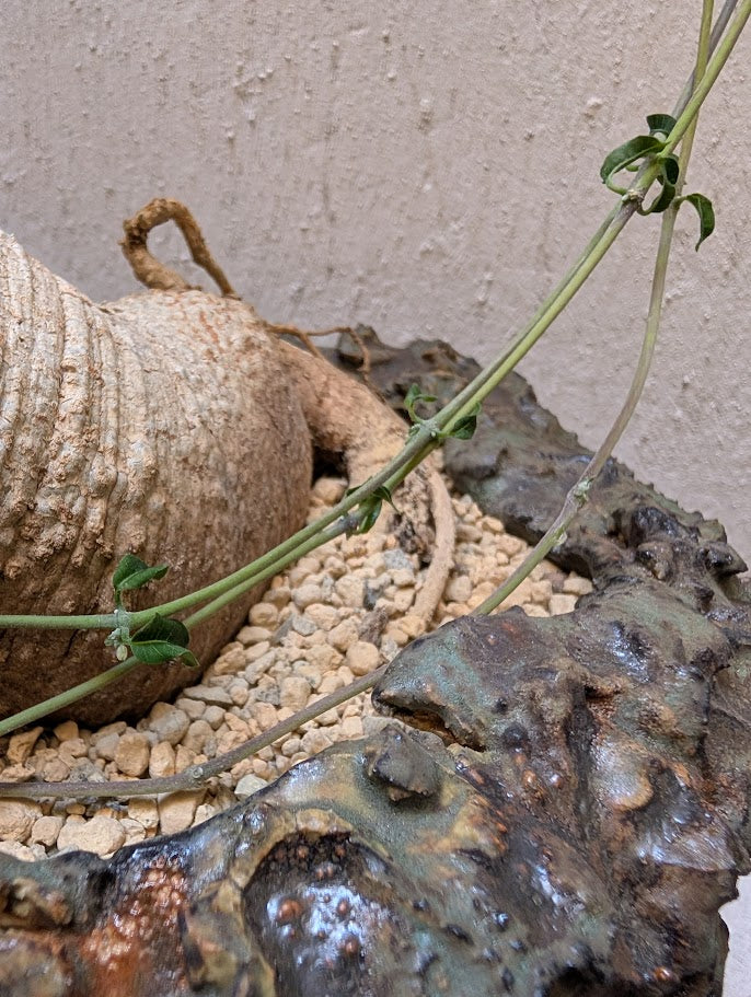 Fockea Edulis (12 years old)