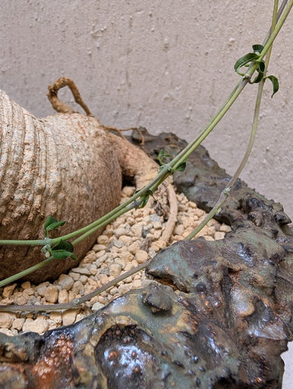 Fockea Edulis (12 years old)