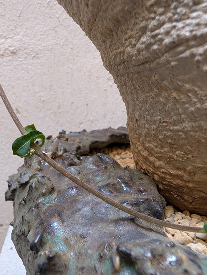 Fockea Edulis (12 years old)