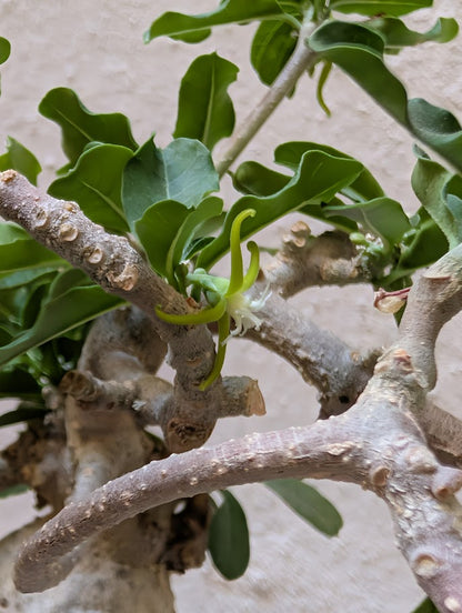 Fockea Edulis (12 years old)