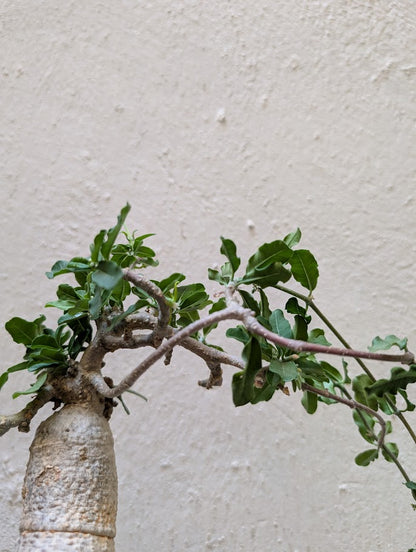 Fockea Edulis (12 years old)