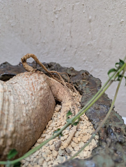 Fockea Edulis (12 years old)