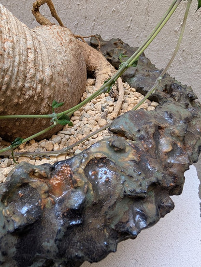 Fockea Edulis (12 years old)