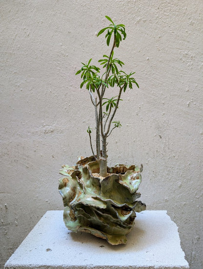 Euphorbia Tardieuana Leandri