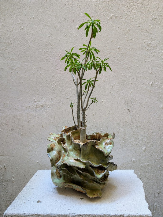 Euphorbia Tardieuana Leandri