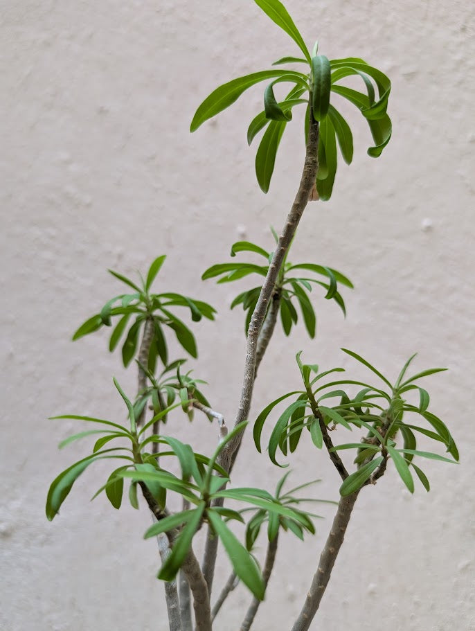 Euphorbia Tardieuana Leandri