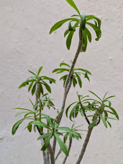 Euphorbia Tardieuana Leandri