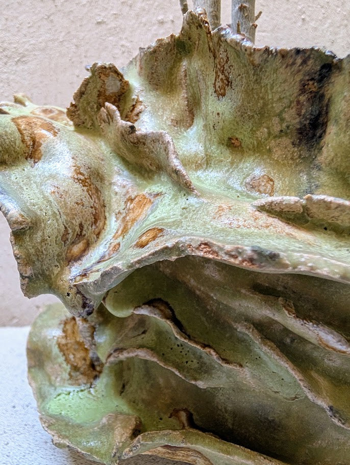 Euphorbia Tardieuana Leandri